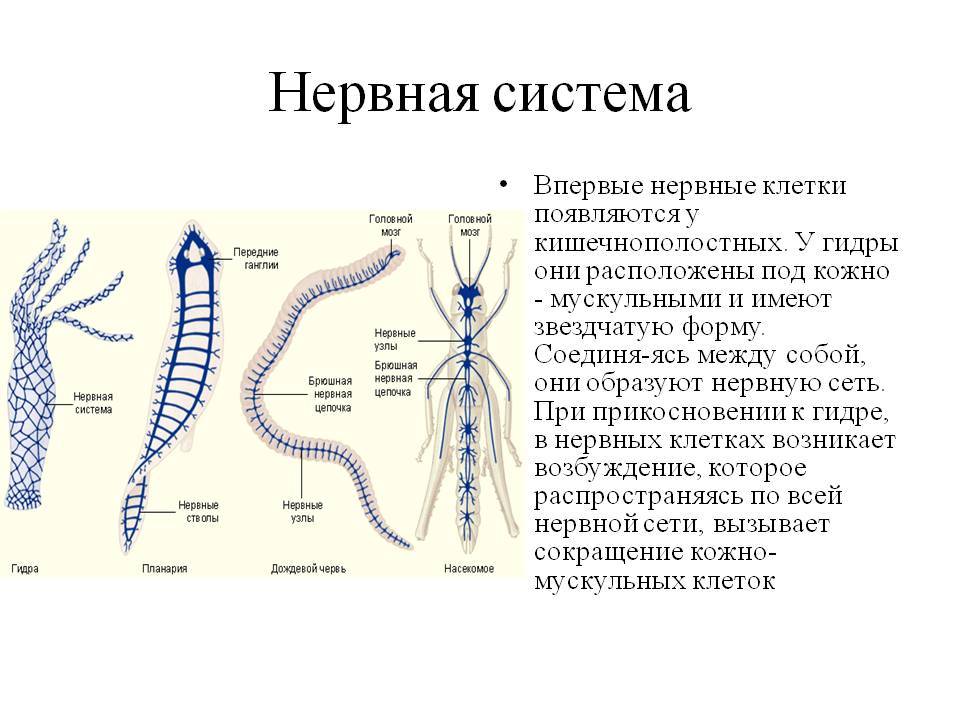 Как зайти на кракен в тор браузере